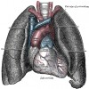 lungs